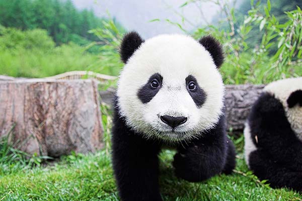 panda3
